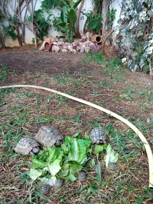 אריאנה Etage De Villa Avec Jardin, Pres De L'Aireport Et Parking Prive מראה חיצוני תמונה